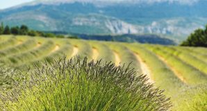 France-Obseques-Agence-Alpes-Haute-de-Provence